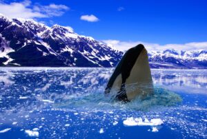 Orca surfacing in Pacific Northwest waters with forested shoreline in background
