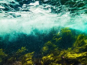 Sunlight filtering through underwater kelp forest canopy